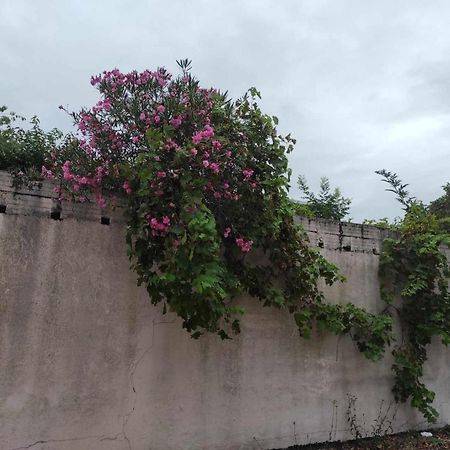 Le Clos Des Coquelicots Toulouse Ngoại thất bức ảnh
