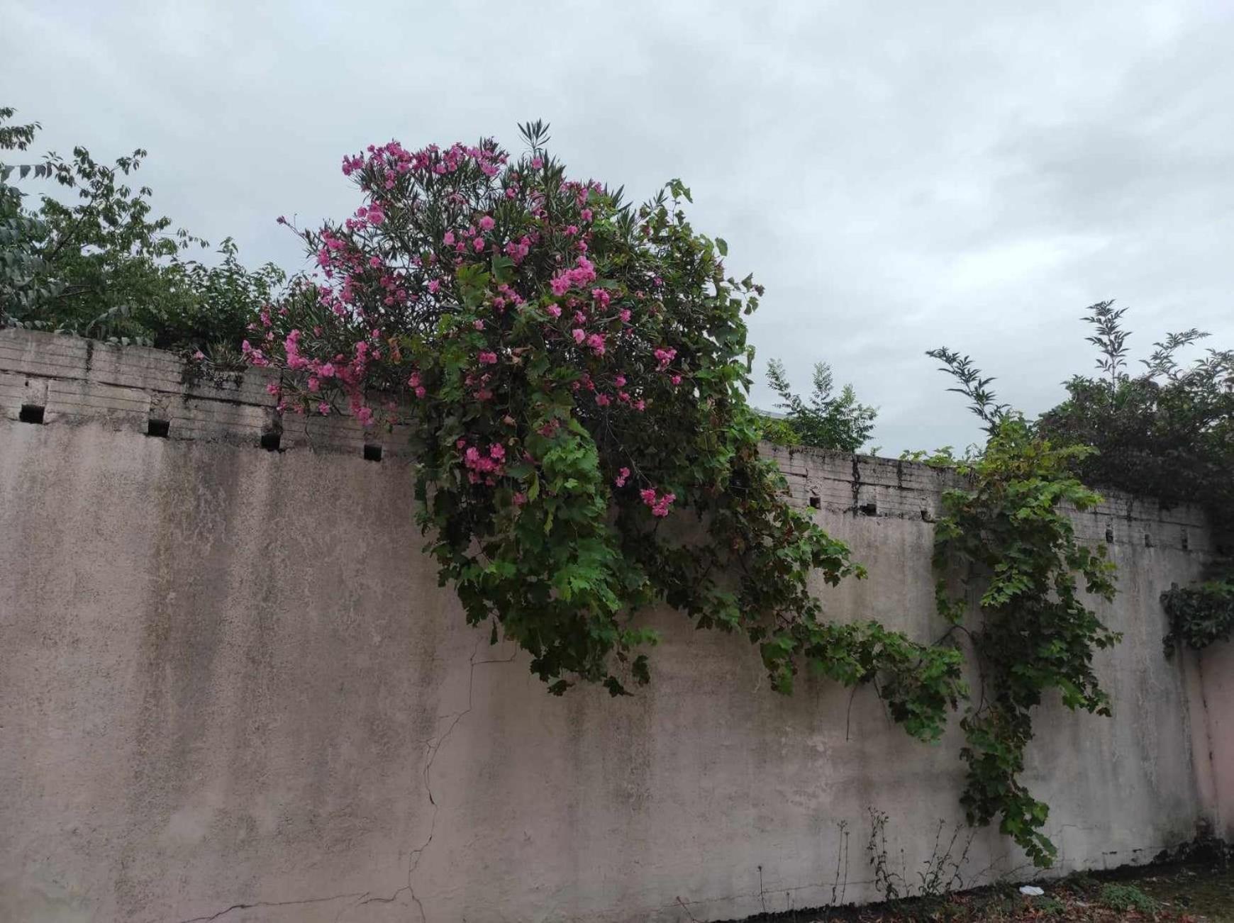 Le Clos Des Coquelicots Toulouse Ngoại thất bức ảnh
